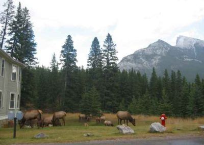 Elk in Banff - Canadian Rockies Cabin Rental