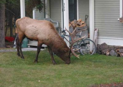 Elk in the town of Banff near private home
