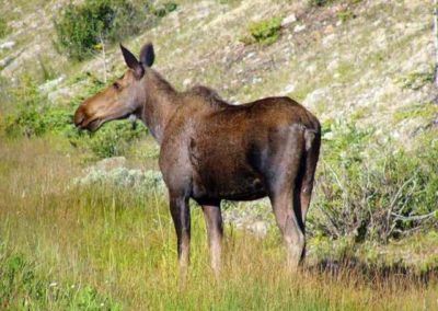 A Moose at Spray Lakes Trail South of Canmore