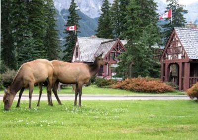 Elk grazing near the Banff townsite